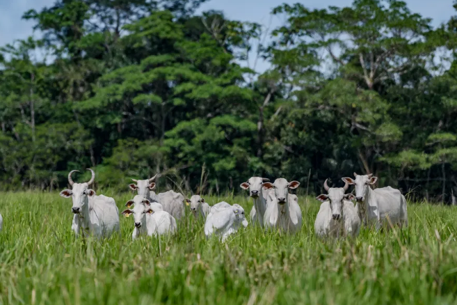 Imagem de compartilhamento para o artigo Preço da arroba bovina apresenta queda, com a alta disponibilidade de animais para abate da MS Todo dia